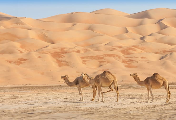 Middle East & Red Sea (2) | Phoenix Yacht Management