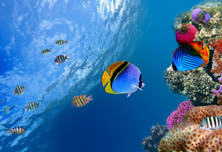 Fishing & Diving Charters | Phoenix Yacht Management