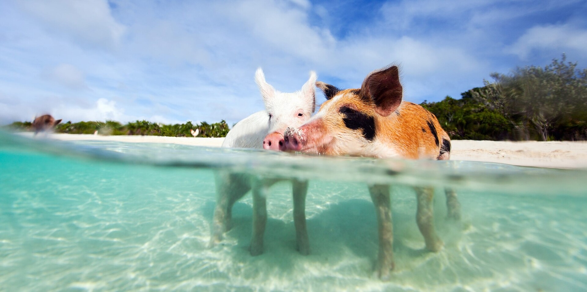 Conttact a PHOENIX broker and start planning your holidays in the Bahamas