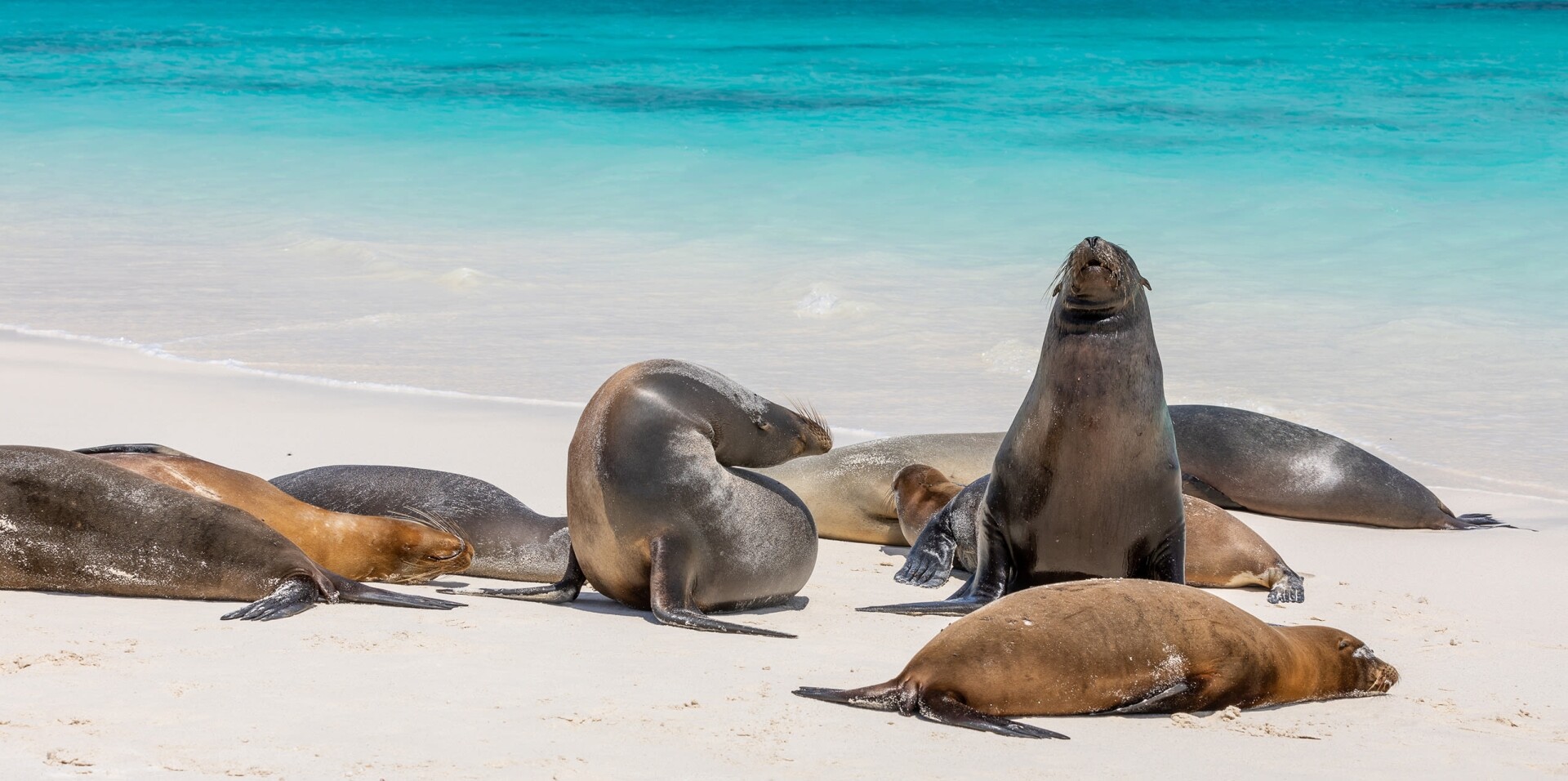 Sea lions at the Galapagos Islands